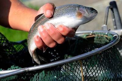 Граждан Узбекистана будут обучать разводить рыб