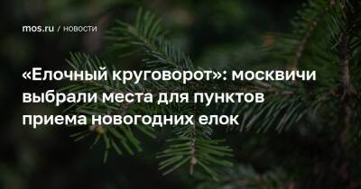 «Елочный круговорот»: москвичи выбрали места для пунктов приема новогодних елок