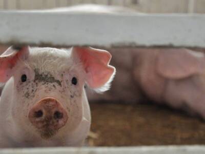 Французские свиноводы получат 15 млн евро