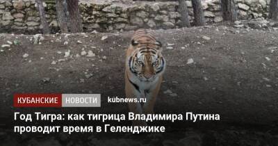 Год Тигра: как тигрица Владимира Путина проводит время в Геленджике
