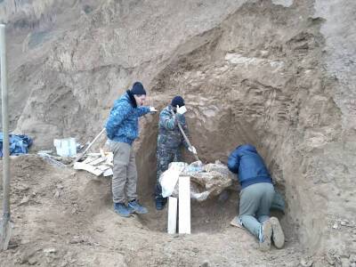 В Ростовской области нашли уже 60% степного мамонта, погибшего более 600 тысяч лет назад