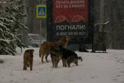 В Уфе началась проверка по нападению собак на 13-летнюю девочку