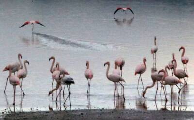 Стаи фламинго прилетели в Ларнаку после дождей