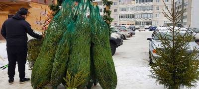 На этой неделе в Петрозаводске откроются елочные базары