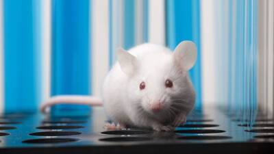 Крысы и мыши начали инфицироваться штаммом «омикрон» коронавируса