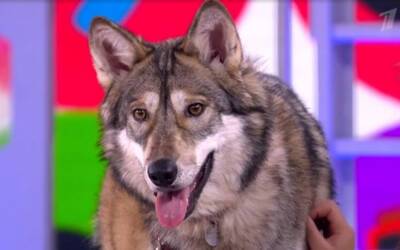 Волчица из Уфы стала героиней передачи «Видели видео»
