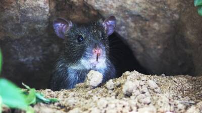 Попова: «Омикрон» вселяется в крыс
