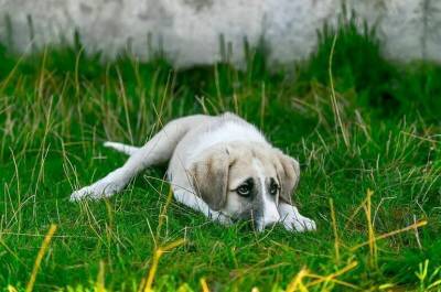 Штрафы за выброшенных домашних животных могут составить 3 тысячи рублей