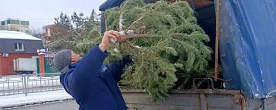В Воронеже ловят нелегальных торговцев елками
