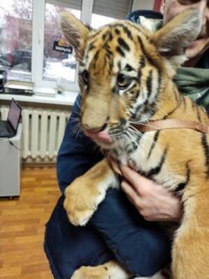 В Вологодской области вакцинировали маленькую тигрицу