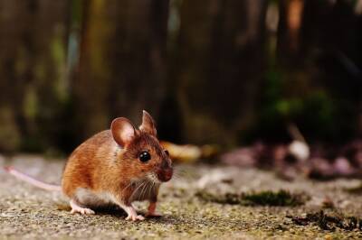 Глава Роспотребнадзора заявила о возможности мышей и крыс заразиться омикрон-штаммом COVID-19