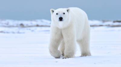 Это Умка? Белый медвежонок "зашел в гости" к вахтовикам в России (Видео)
