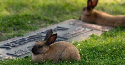В Канаде одичавшие кролики-сифилитики почти вымерли от редкой лихорадки (фото)