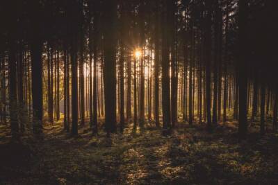 "Портал в другое измерение": В густом лесу обнаружили загадочную дыру (фото) - vchaspik.ua - Украина - Эстония - Финляндия - Чикаго - Twitter