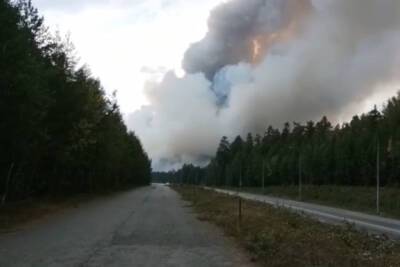 В Минприроды подсчитали ущерб от лесных пожаров за год