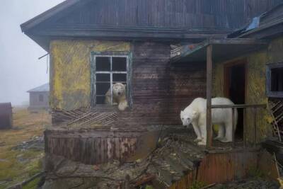 Белые медведи захватили пост метеорологов в Чукотском море (ФОТО, ВИДЕО)