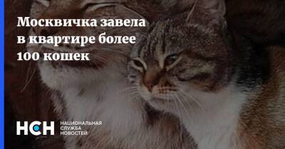 Москвичка завела в квартире более 100 кошек