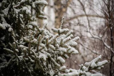 Синоптики дали прогноз погоды на Новый год в Новосибирске