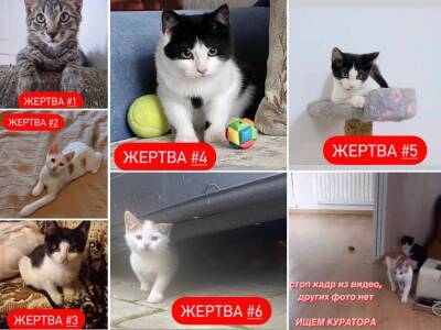 Зоозащитники негодуют: петербуржец берет котят в разных приютах и они пропадают навсегда