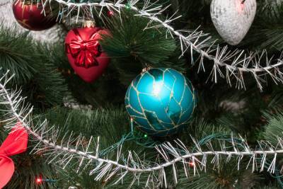Купить новогодние деревья в Великом Новгороде можно на четырнадцати елочных базарах