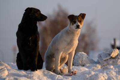 «Мы в ответе за тех, кого приручили»: мэр кузбасского города призвал владельцев собак следить за ними