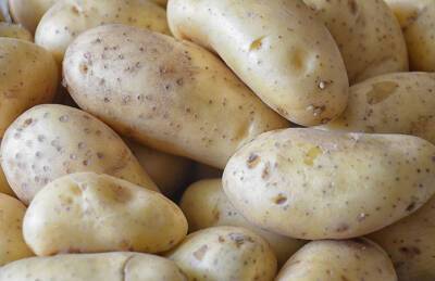 Украина договаривается об экспорте картофеля в ЕС