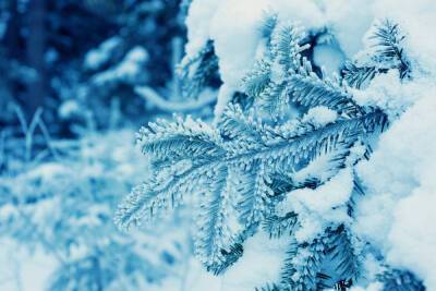 Морозы и небольшой снег ожидаются в Петербурге 22 декабря
