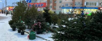 В Москве начались проверки елочных базаров