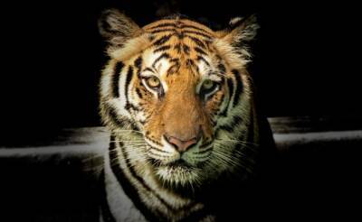 Тигрица Виола из Ленинградского зоопарка станет символом 2022 года