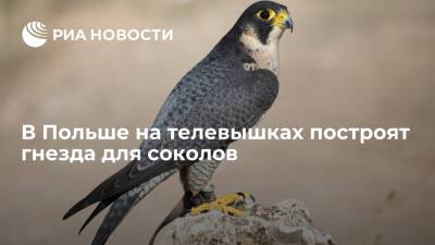 В Польше будут привлекать редких птиц домиками на телевышках - ria.ru - Москва - Польша