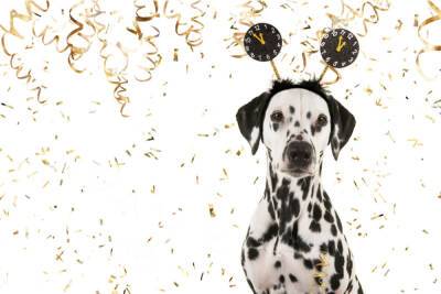 Опасные салюты: главные правила выгула собак в новогодние каникулы