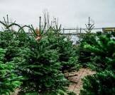 Цены на елки в Украине: как выбрать дерево и не переплатить