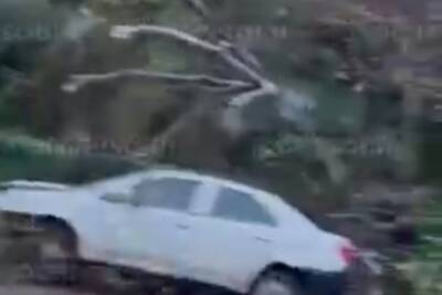 В центре Сочи на автомобиль упало дерево