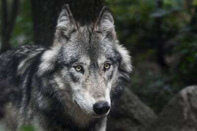 Ничего не осталось: в Башкирии стая волков загрызла жеребенка