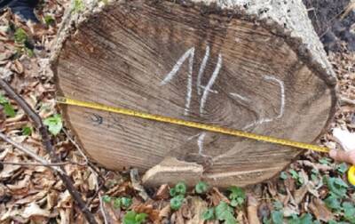 На Закарпатье работники лесничества незаконно срубили деревьев на 5 млн грн
