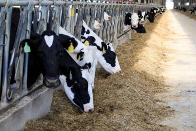Пензенская область стала лидером по надою молока в ПФО
