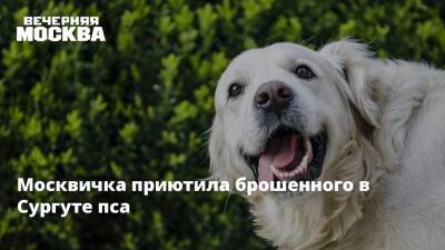 Москвичка приютила брошенного в Сургуте пса