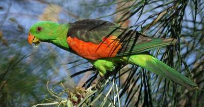 Пьяные попугаи залетают в дома австралийцев и умирают из-за "неадекватного поведения"