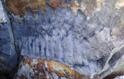 Английские палеонтологи нашли окаменелость гигантской многоножки