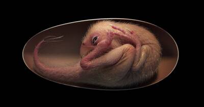 Похож на птицу. В Китае нашли полностью сохранившийся эмбрион динозавра (фото)