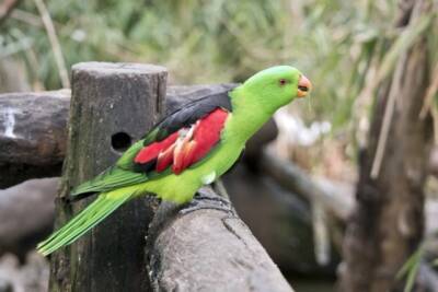 В Австралии людей терроризируют пьяные попугаи