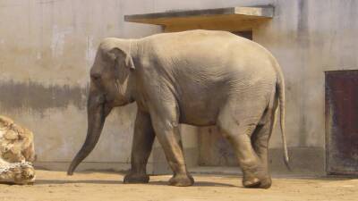 Учёные: Самцы слонов могут сдерживать «агрессивных» собратьев