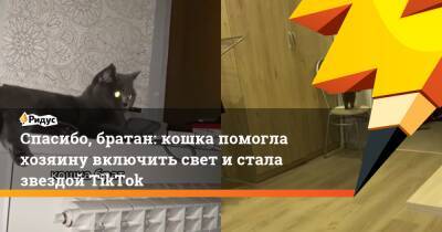 Спасибо, братан: кошка помогла хозяину включить свет и стала звездой TikTok