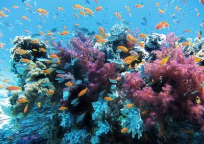 Большой Барьерный риф, находящийся под угрозой исчезновения, ожил