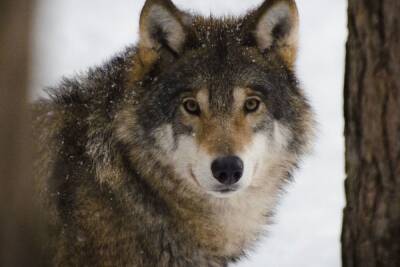 Волки загрызли сторожевого пса в Ленобласти
