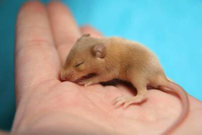 На острове Гоф нашли мышь, пережившую масштабную операцию по истреблению