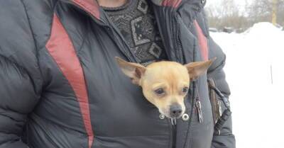 Холод собачий: как защитить домашних питомцев и бродячих животных от мороза