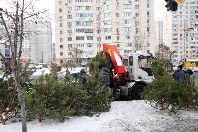 В Киеве началась борьба с незаконной продажей елок