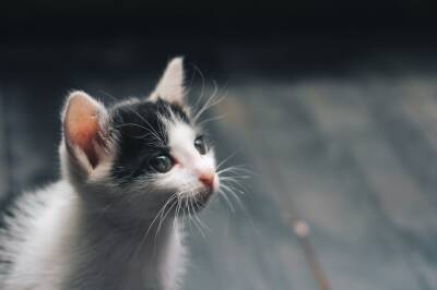 В Твери впервые чипируют бездомных кошек