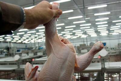 В России подешевело мясо кур и подорожала свинина